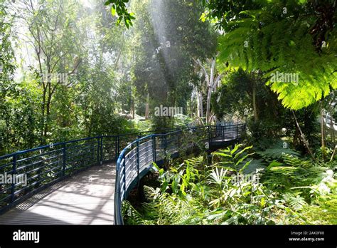 Adelaide Botanic Garden; The rainforest area inside the Bicentennial ...