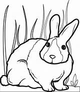 Easy Rabbit Coloring Page Pages sketch template