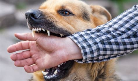 How To Treat A Dog Bite Wound – Top Dog Tips