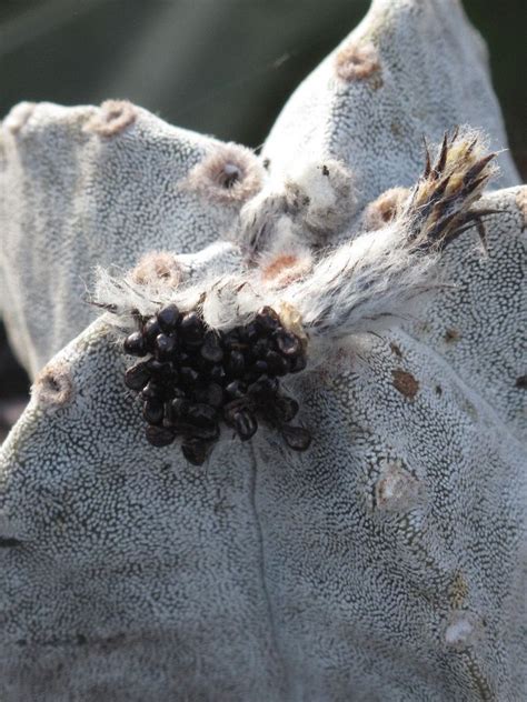 Astrophytum myriostigma seeds – OBLOG