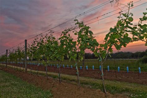 Penns woods winery chadds ford pennsylvania