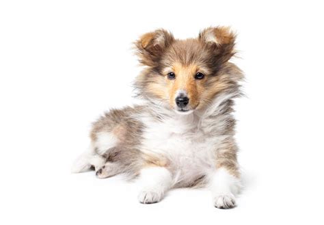 Shetland Sheepdog (Sheltie) Puppies For Sale - AKC PuppyFinder