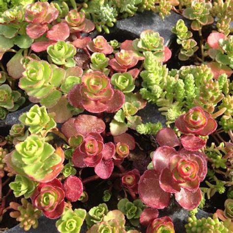 50 Seeds Sedum Mix SeedsQ079 Excellent Drought Tolerant | Etsy