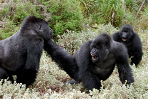 New studies on gorilla stress and fighting - Dian Fossey