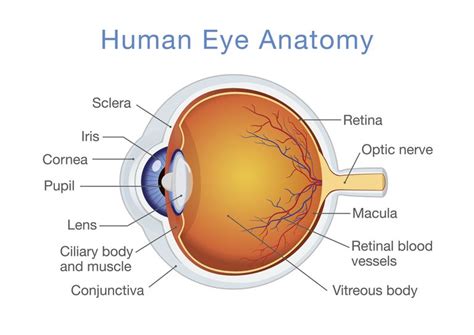 Structure and Function of the Human Eye