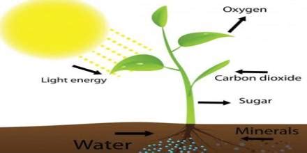 Source of Oxygen during Photosynthesis - QS Study