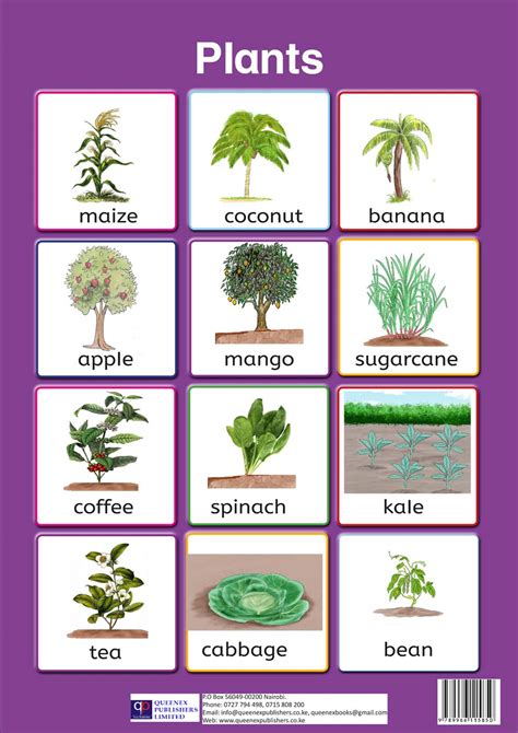 Plants Images Chart