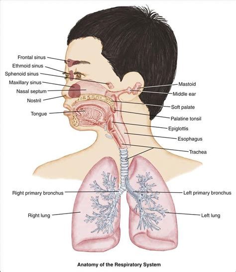 Acute Nasopharyngitis Nursing Care Planning and Management