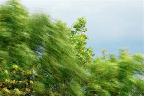 Trees Blowing In The Wind Photograph by Cordelia Molloy/science Photo ...