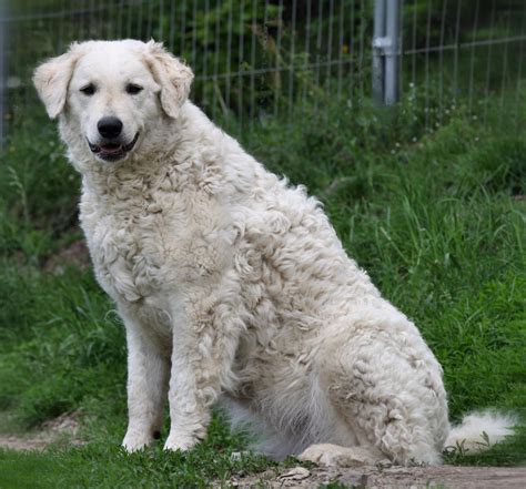 Kuvasz Breed Guide - Learn about the Kuvasz.