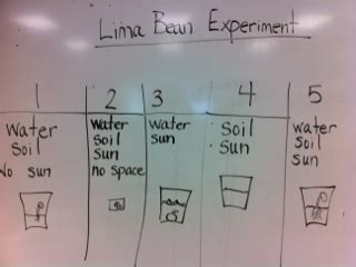 Mrs. Patz's Kindergarten: Lima Bean Experiment