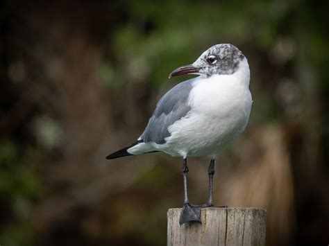 16 Types of Florida Beach Birds (With Pictures) - Birdwatching Tips (2022)