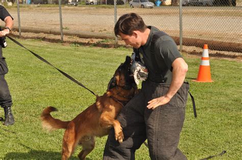 Police Dog Training - K9 Dog Training