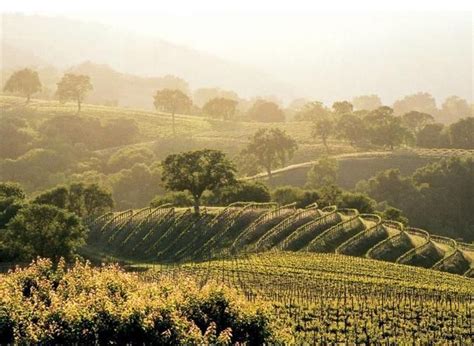 Carmel Valley Wine Guide - Wine Scribes | Discover the best wineries