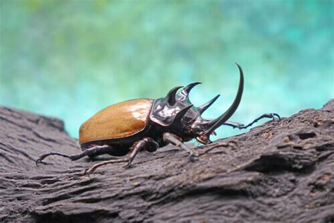 Everything You Need to Know about Your Pet Beetle - My Animals