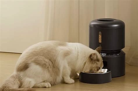 Cat-friendly products designed to keep your pet purrfectly happy ...