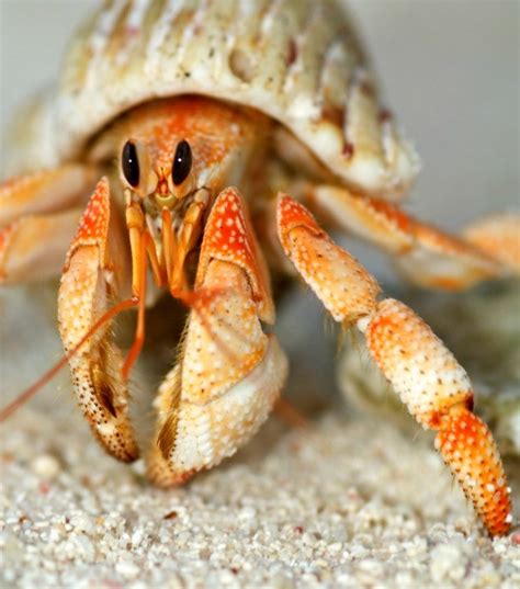 Caring For a Hermit Crab | ThriftyFun