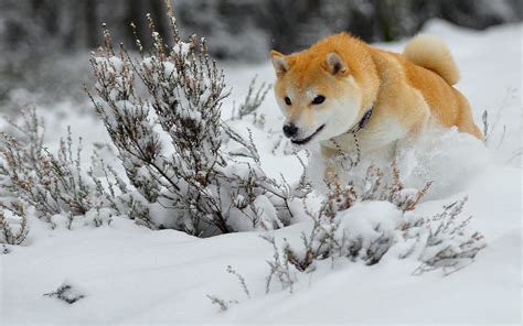 Cute Winter Animal Wallpaper (48+ images)