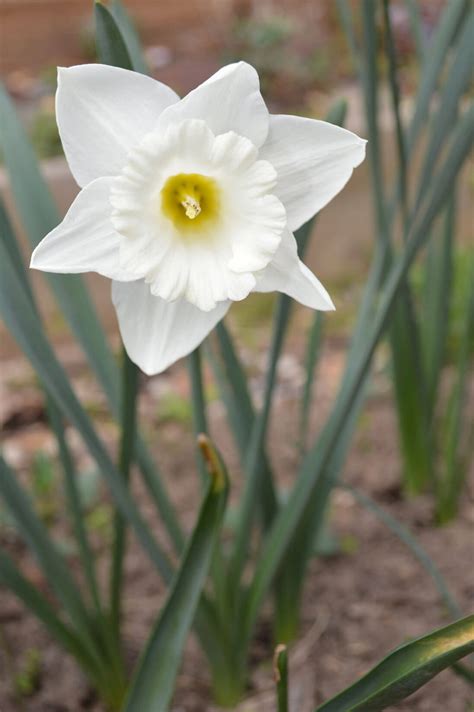 Daffodils from the garden