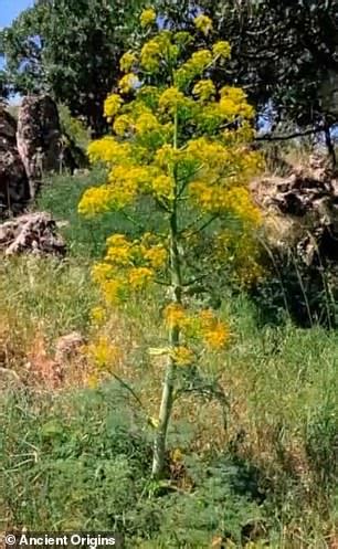 'Miracle plant' used by ancient Greeks is rediscovered after it was ...