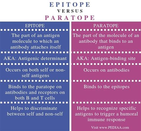 What is the Difference Between Epitope and Paratope - Pediaa.Com ...