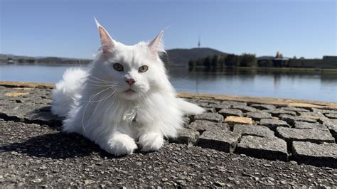 Meet local 'celebrity cat' Mina the Maine Coon (and her human Isabella) | Riotact