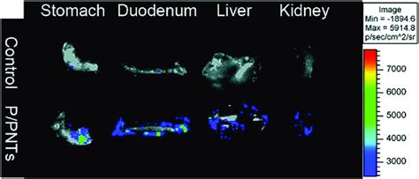 Ex vivo bioluminescence imaging of mice organs after oral... | Download ...