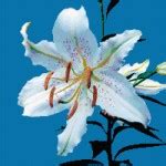 White lily. Free cross stitch pattern – Better Cross Stitch