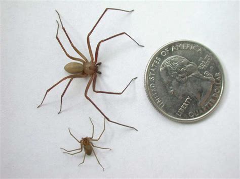 Brown Recluse Spiders - The Bug Guy - Pest Control OKC