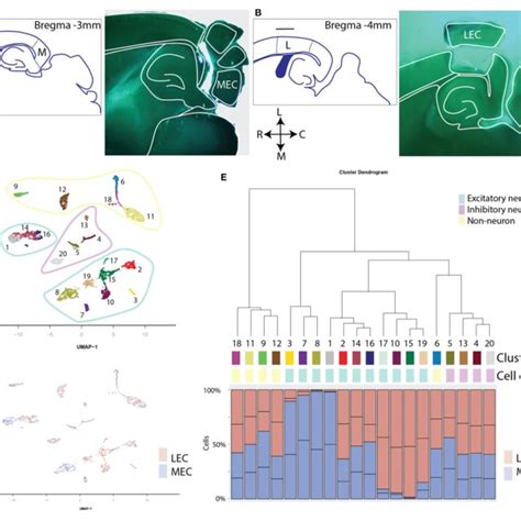 Overview of cell types in scATAC-seq clusters. | Download Scientific ...