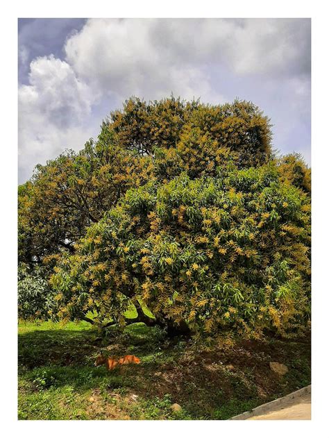 (Cebu, PH) This image of a flowering mango tree. : r/Philippines