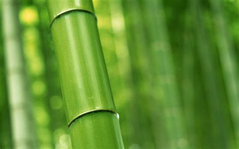 Green Bamboo Wallpapers - Wallpaper Cave