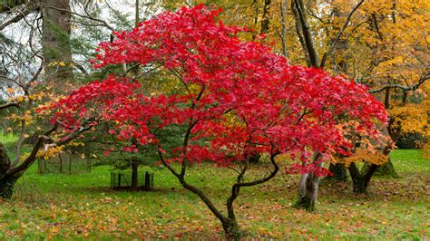 How To Grow And Care For Japanese Maple Trees