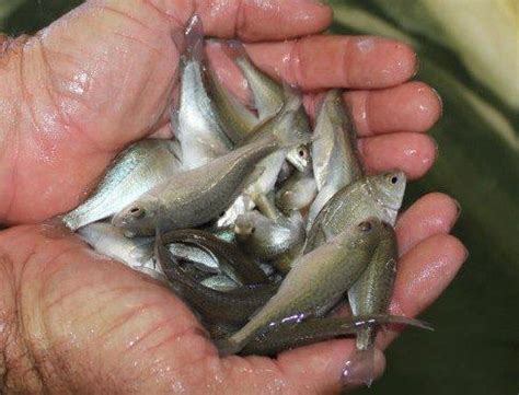 100 Golden Perch Fingerlings (AU $1.60 each) - Abington Aquaculture