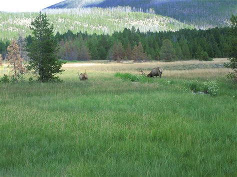 File:Mountain meadow at Yellowstone National Park Picture 1196.jpg - Wikipedia, the free ...