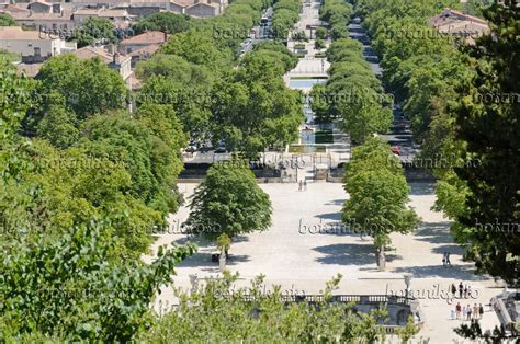 Image Jardins de la Fontaine, Nîmes, France - 557297 - Images of Plants and Gardens - botanikfoto