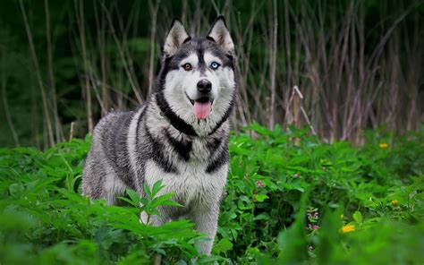 Siberian Husky Puppies Wallpaper - Siberian Husky Wallpaper Hd - 2560x1600 Wallpaper - teahub.io