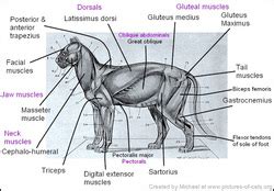 Tiger Anatomy - The Sumatran Tiger