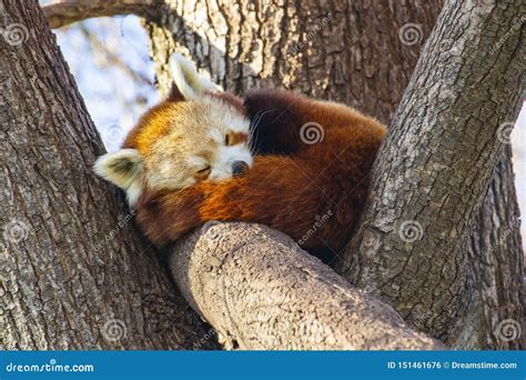 Red Panda Sleeping in a Tree Stock Photo - Image of animals, mammal: 151461676