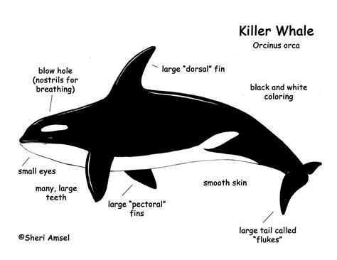 Whale (Killer) - Orca