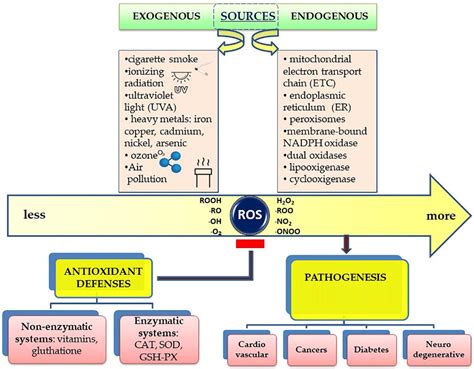 Frontiers | Lifestyle, Oxidative Stress, and Antioxidants: Back and ...