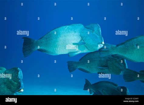 school of Green humphead parrotfish, Great barrier reef, australia ...