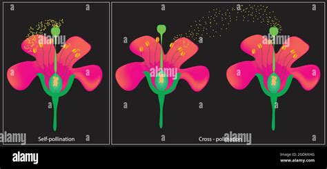 Cross Pollination Diagram