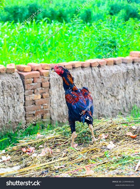 Close Asil Rooster Asil Aseel Indian Stock Photo 2194448181 | Shutterstock