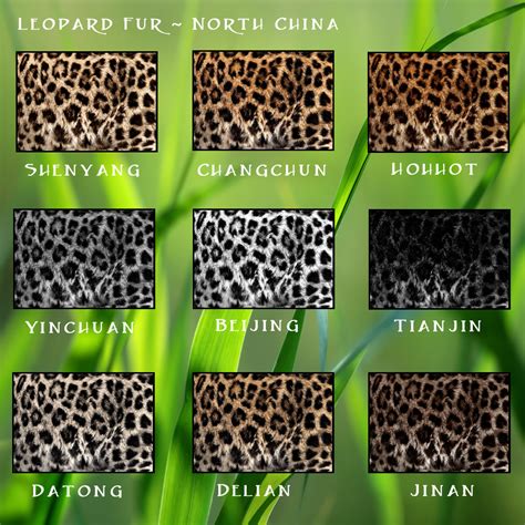 Big Cat Fur Types – WK – Wild Kajaera