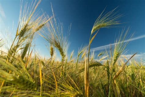 What Does A Barley Plant Look Like? - Common Grains