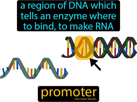 Promoter - Easy Science | Genetic disorders, Dna, Easy science