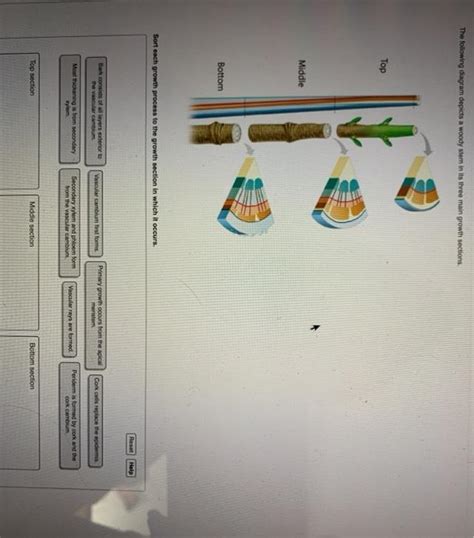 Solved The following diagram depicts a woody stem in its | Chegg.com