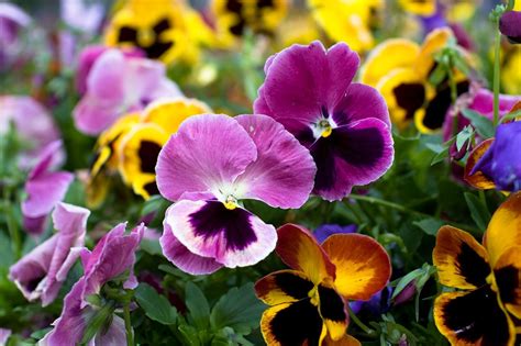 Winter landscape maintenance tips: bright pansy color