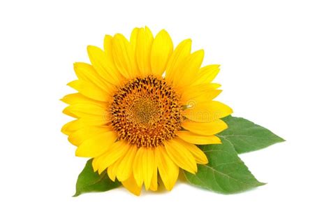 Sunflower background stock photo. Image of rows, puzzle - 45584186